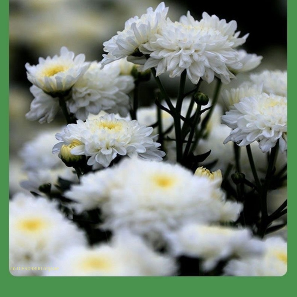 Natuurlijke gedroogde bloemenm - Candle Making And Perfume recensie en prijs